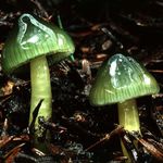 GlossyHygrocybe - profile picture